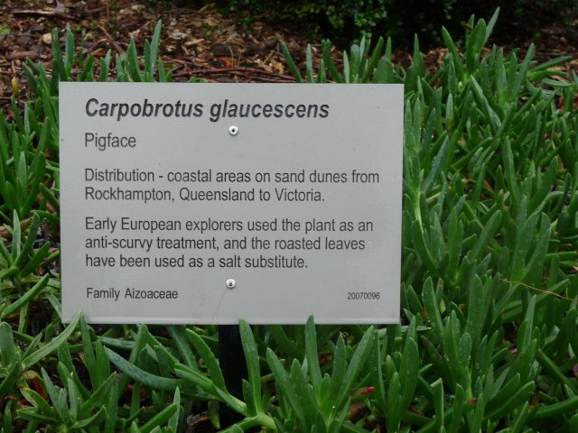 Pigface used as anti-scurvy treatment & salt substitute, Australian Botanic Gardens, Mt Annan